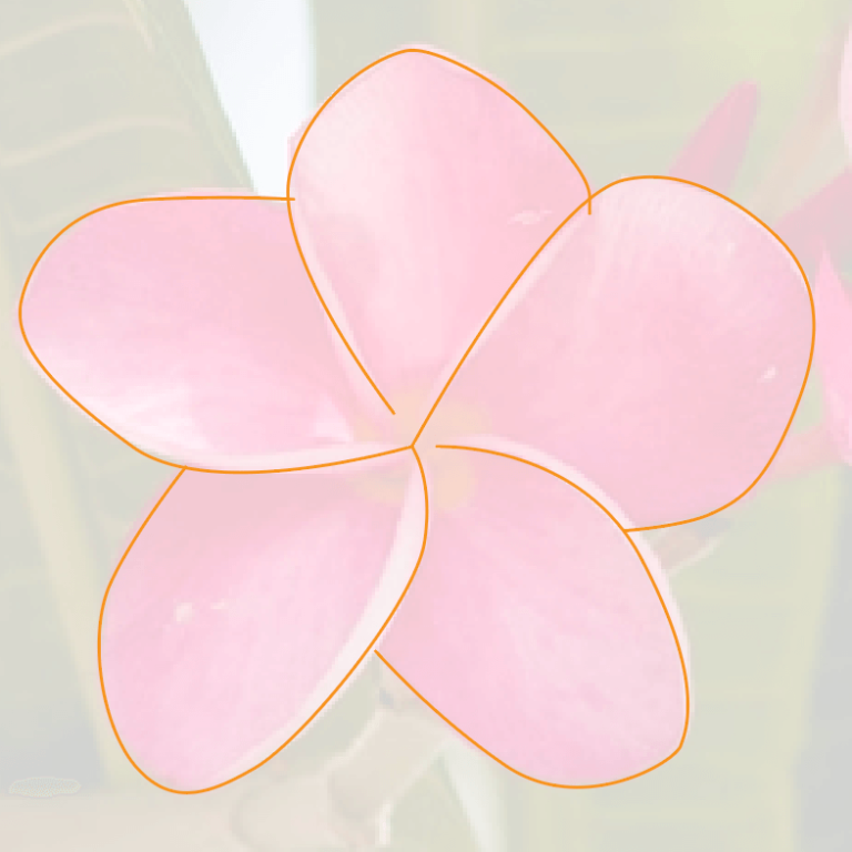 How to Draw in Adobe Illustrator (Vector & Freehand)